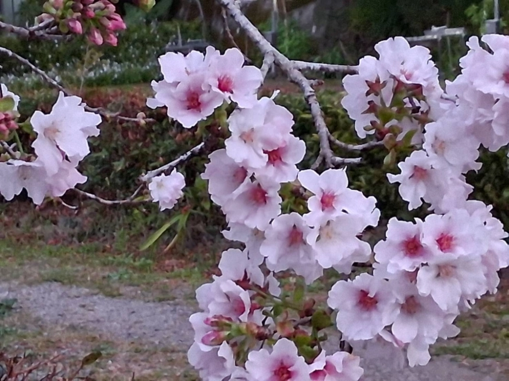 汪爸露營區