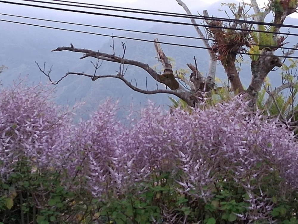 汪爸露營區