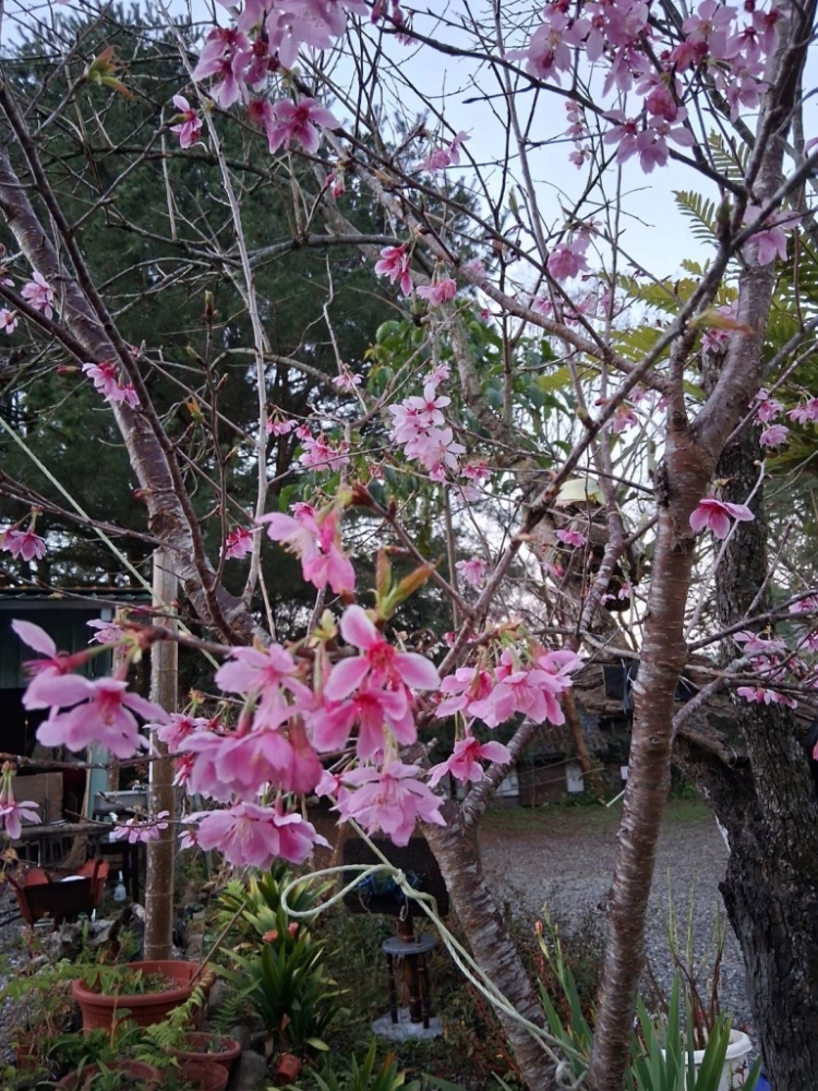 汪爸露營區