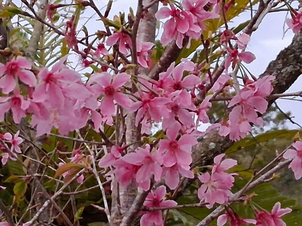 汪爸露營區