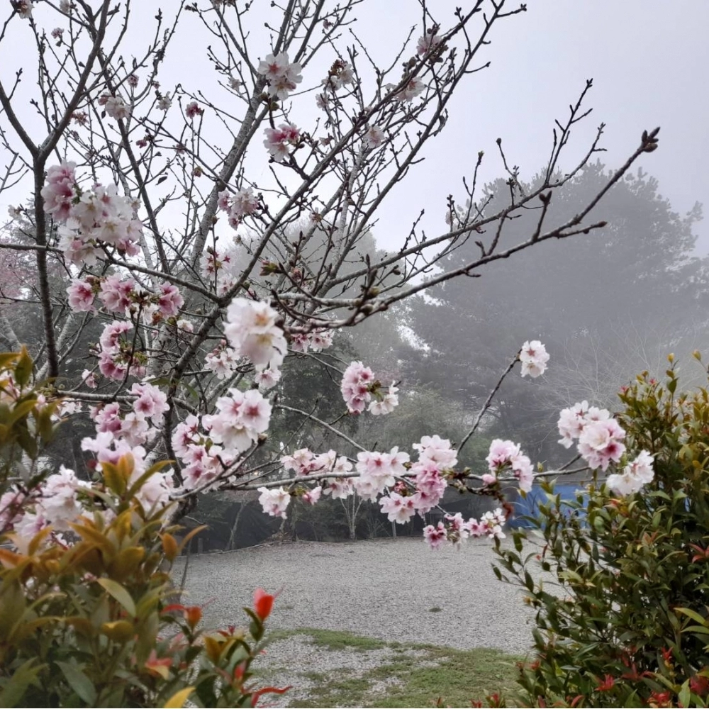 A露營區