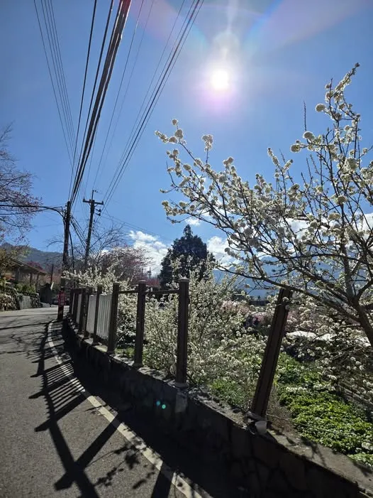 草坪頭櫻花季