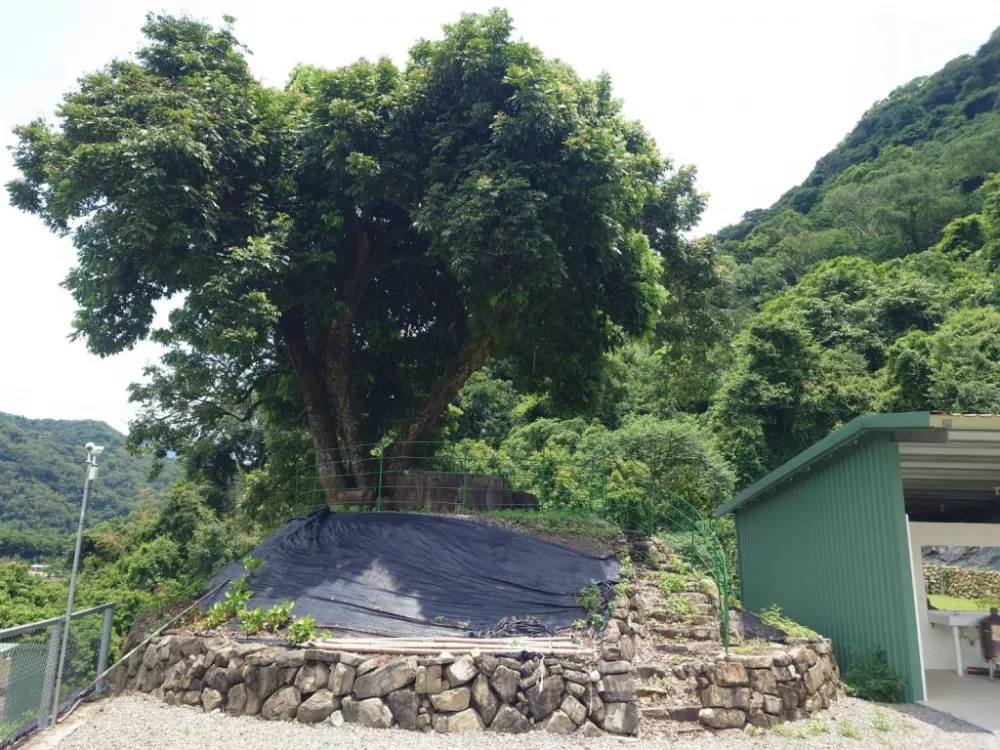 老樹坐鎮.樹下泡茶