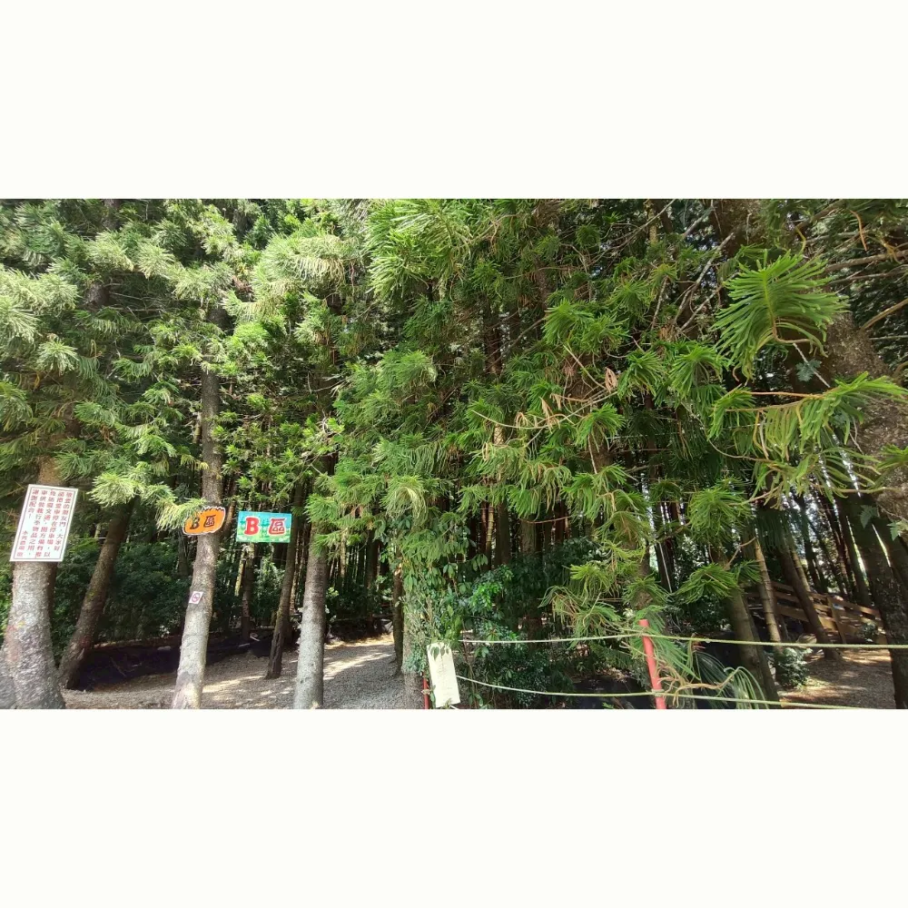 B1、B5區大營位（不指定營位）