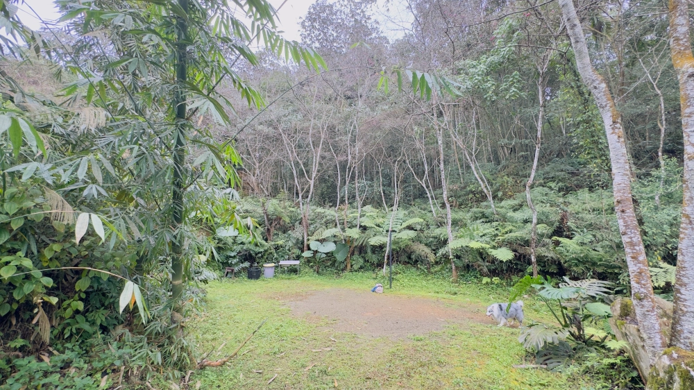 櫻花區Sakura Area 