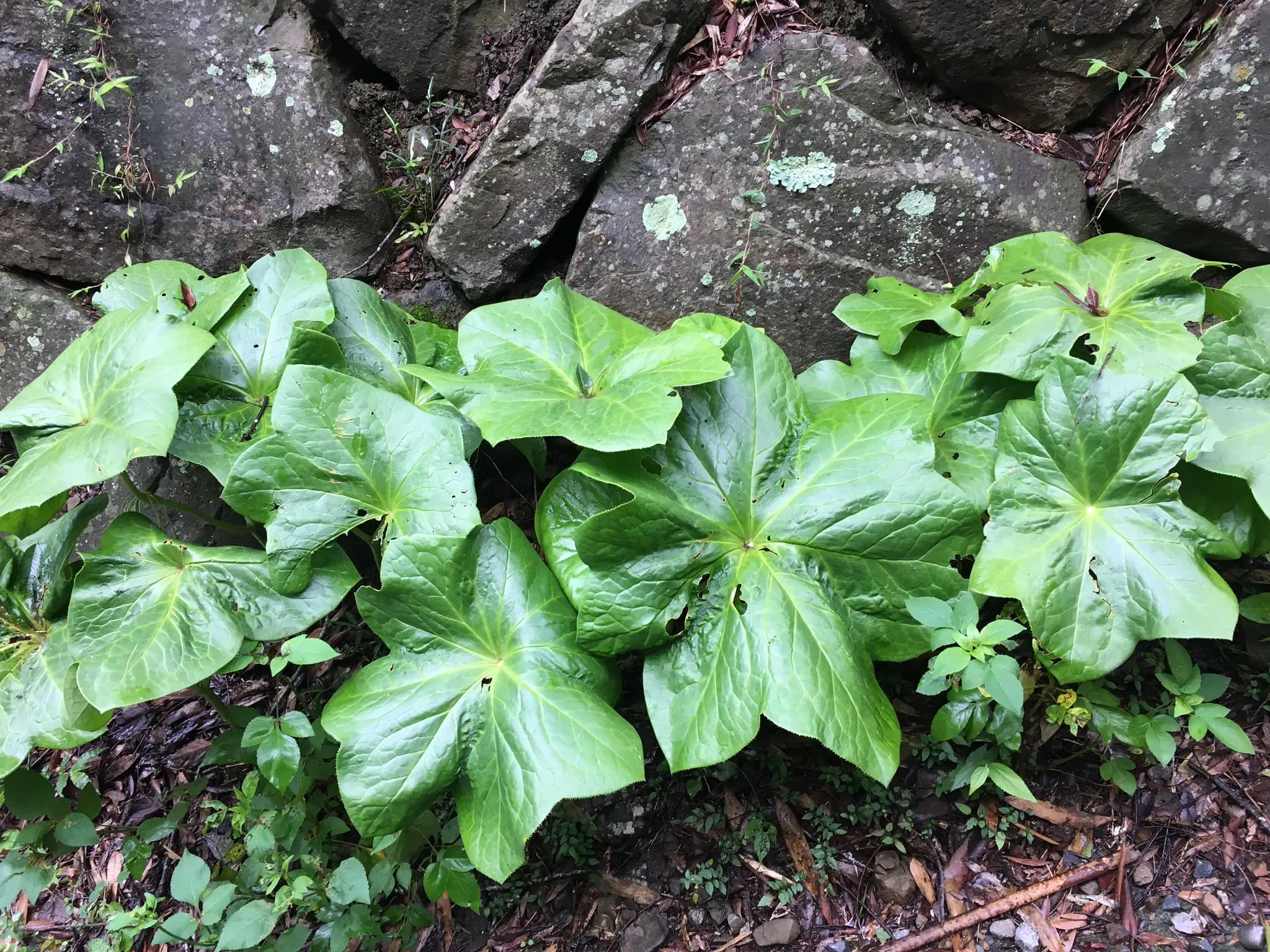 西洋芹