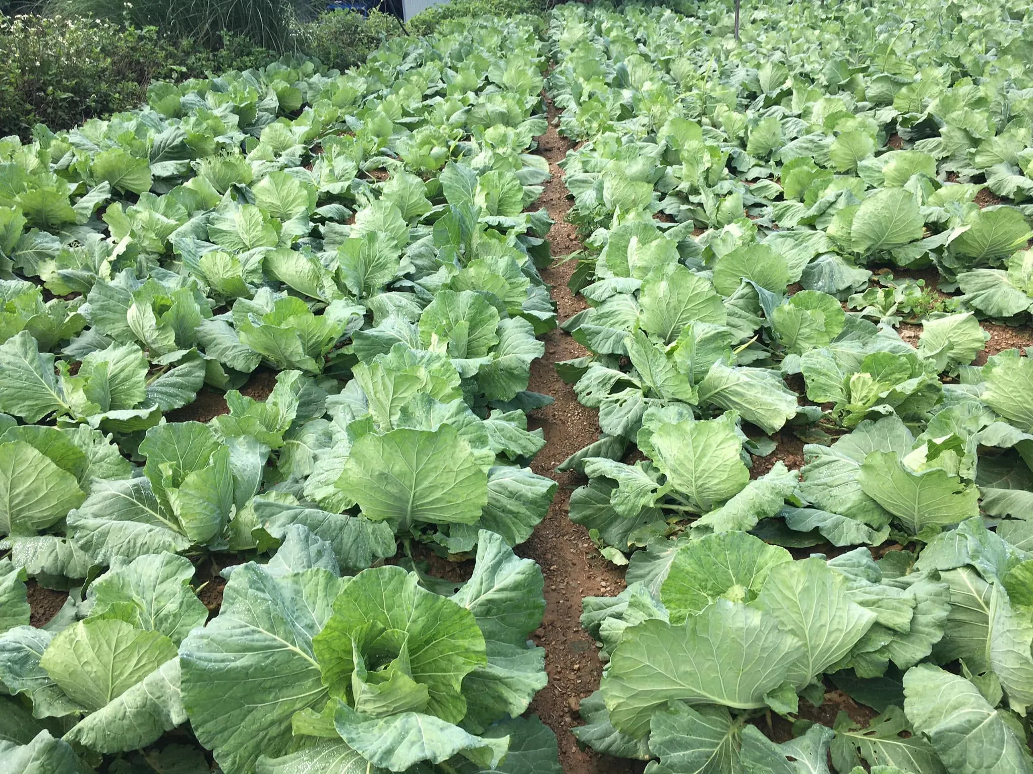 高山高麗菜