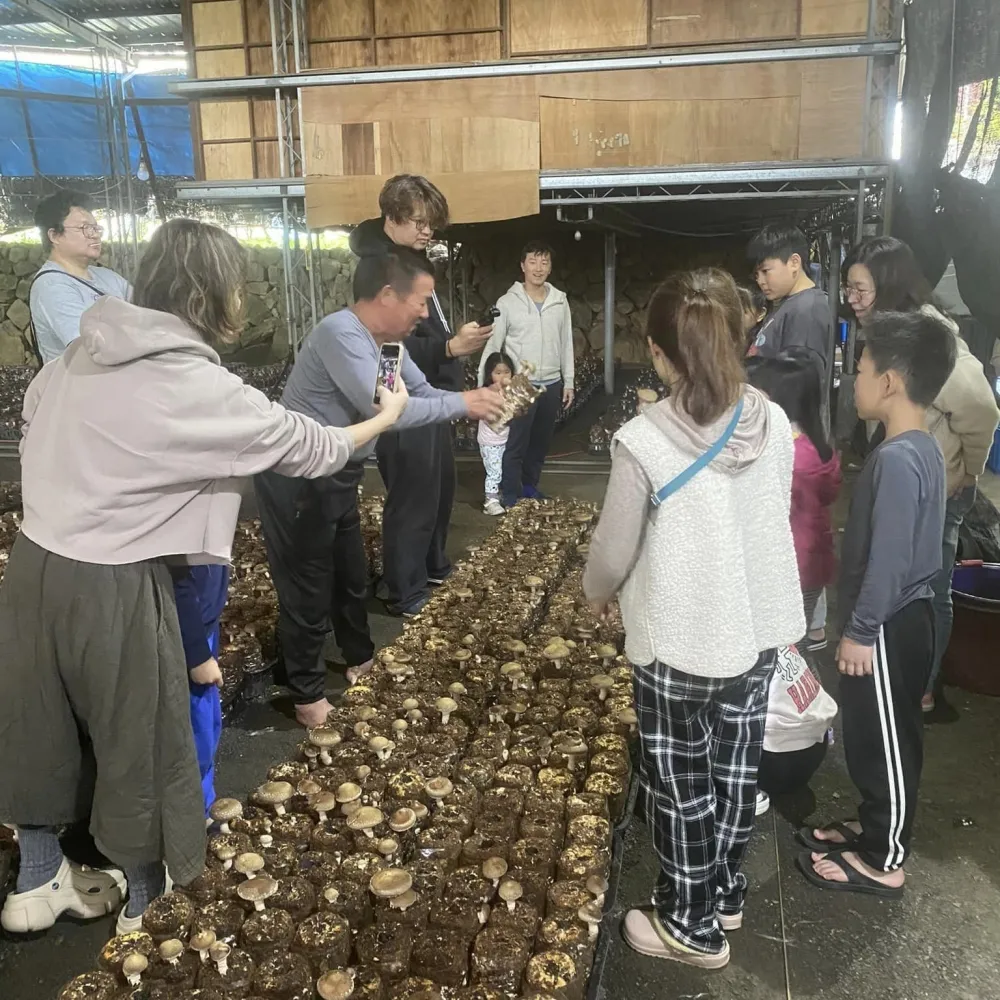 體驗採香菇(季節性) | 親子露營區,南投露營區,魚池鄉露營區,南投車露露營地